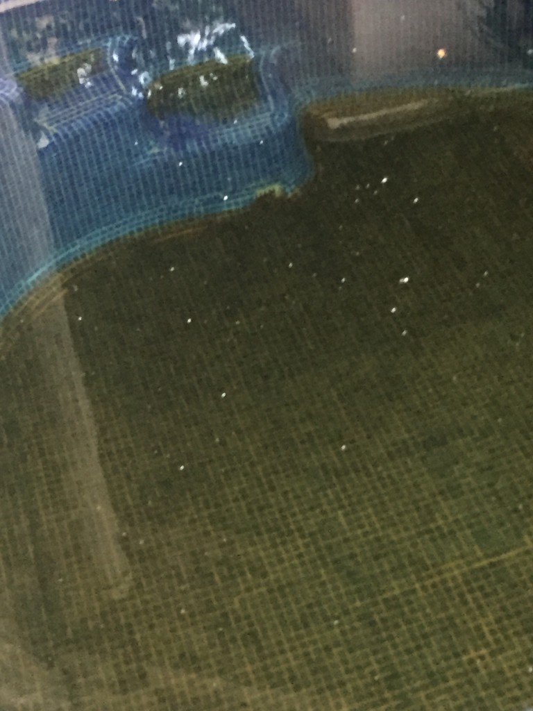 albercas contaminadas