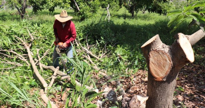 Ofrecen opciones a productores de mango para rejuvenecer sus cultivos