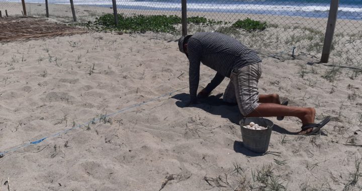 Más de cien mil huevos han sido recolectados en el campamento Amigos de la Tortuga, en la playa El Carrizal
