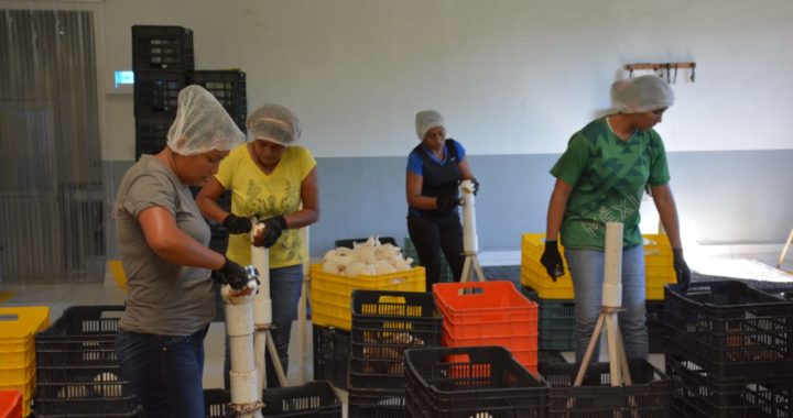 SE CONSOLIDA GUERRERO COMO PRODUCTOR E INDUSTRIALIZADOR DEL COCO