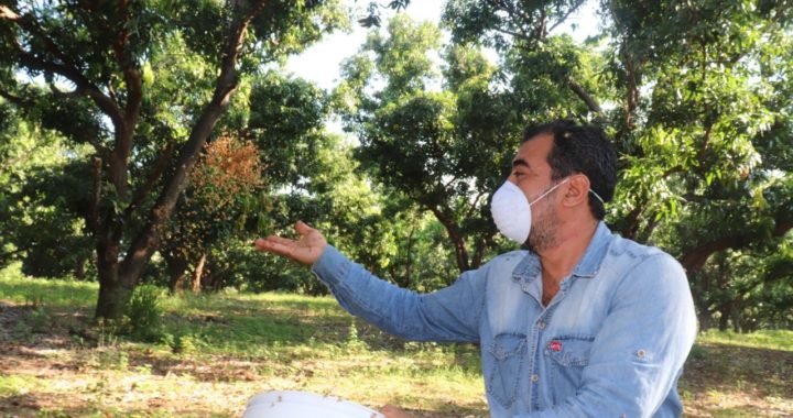 Invitan a inscribirse a los productores de mango en el padrón de actualización de la Cesavegro