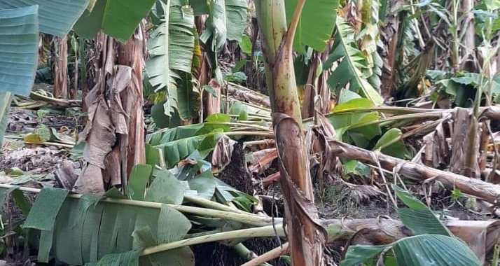 Se quejan productores de plátano de Tenexpa por no recibir seguro catastrófico