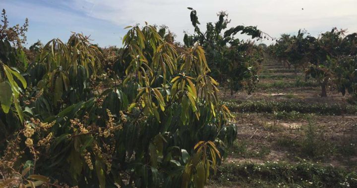 Un millón de pesos para el combate del trips en sembradíos de mango en el municipio de Tecpan