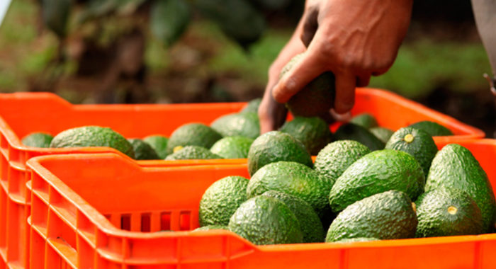 Aguacate, el ‘oro verde’ que ahoga en enfermedades y deforesta tierras de Michoacán