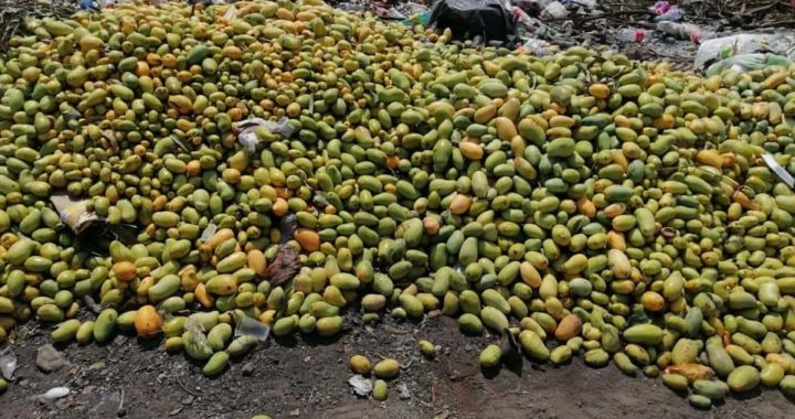 Advierten sobre propagación de mosca de la fruta por tiraderos de mangos en San Luis 