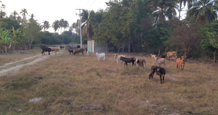 Claman apoyos ganaderos del municipio de Tecpan de Galeana 
