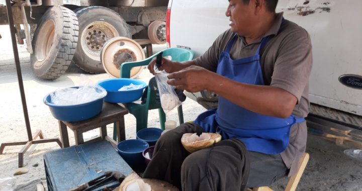 Recomienda consumir cocotero para aumentar las defensas del cuerpo