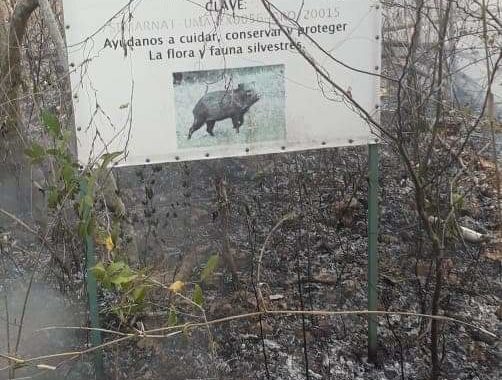 En peligro animales en riesgo de extinción por incendios forestales en la sierra de Zihuatanejo