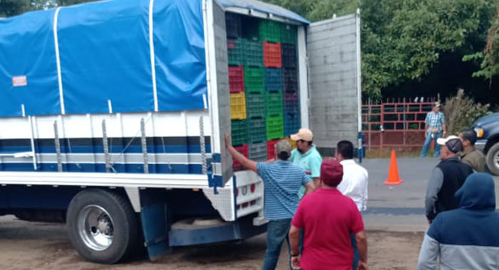 Aguacate “pirata” pone en riesgo exportación: hacen pasar por michoacano fruto de otros estados