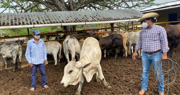Presidente Crescencio Reyes entrega 60 sementales a productores ganaderos de La Unión