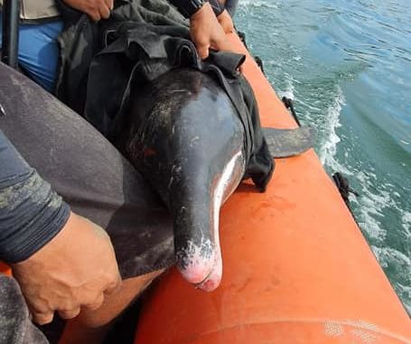 Rescatan a delfin varado en playa La Madera y lo liberan altamar