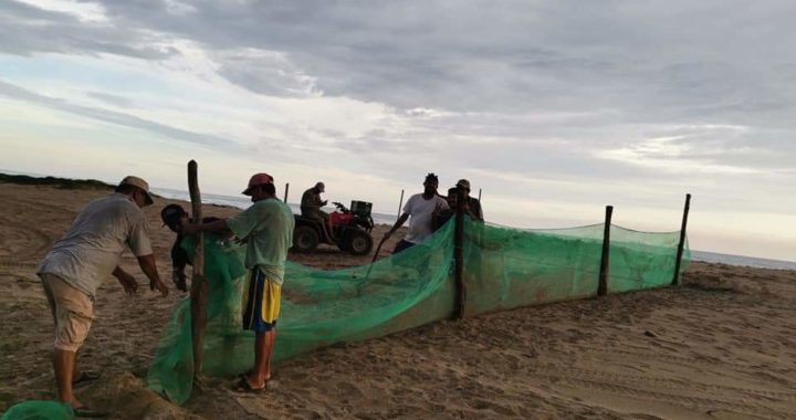 Con recursos propios y apoyo ciudadano protegen tortuga marina en campamento de San Luis, en Tecpan 