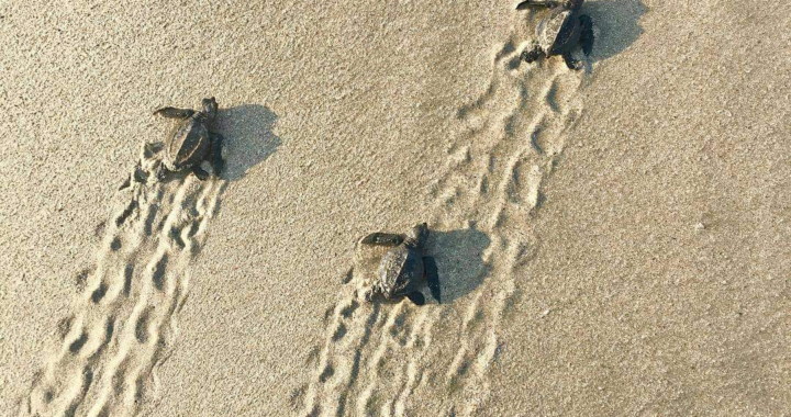 Instalan comité municipal de  Vigilancia y Protección de la Tortuga Marina en Zihuatanejo