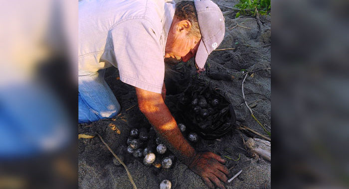 En LC se requiere ampliar un campamento tortuguero; no hay apoyo gubernamental para hacerlo, lamentan