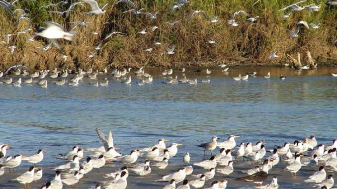En puerta avistamiento de aves en Barra de Potosí