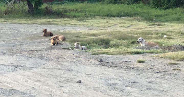 JAURÍA DE PERROS SALVAJES SIEMBRAN EL TEMOR ENTRE TURISTAS EXTRANJEROS EN PLAYA LA ROPA