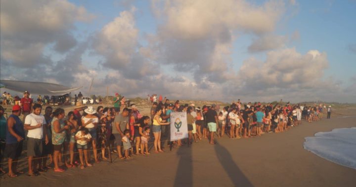 Liberan cinco mil tortuguitas marinas en playa de Tecpan de Galeana