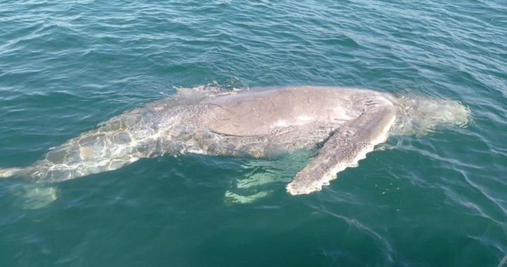 BALLENATO APARECE FLOTANDO SIN VIDA EN BARRA DE POTOSÍ