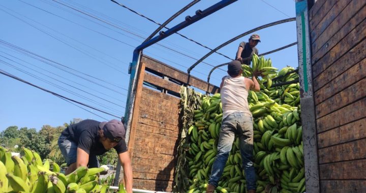 Destaca Tecpan como principal productor de plátano en Guerrero.