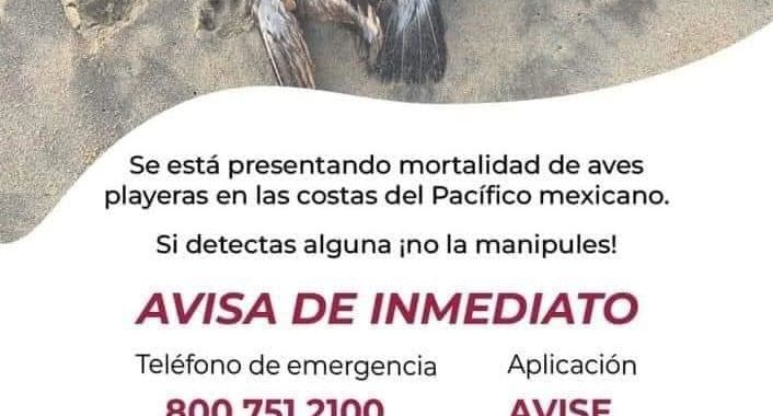 Alarma por la propagación de la gripe aviar en costas de Lázaro Cárdenas y Costa Grande de Guerrero