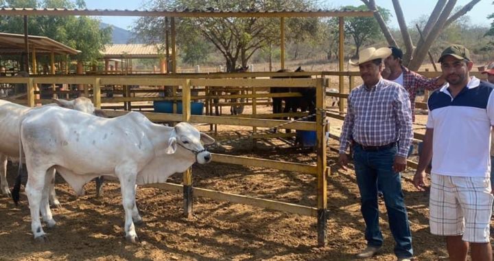 Estamos apoyando al sector ganadero de La Unión: Crescencio Reyes